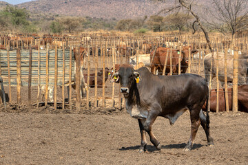kraal with brahman bull in the foreground, kraal traditional African enclosure fence for livestock
