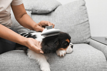 woman is sitting on the couch with her puppy and combing her fur in the living room of the house
