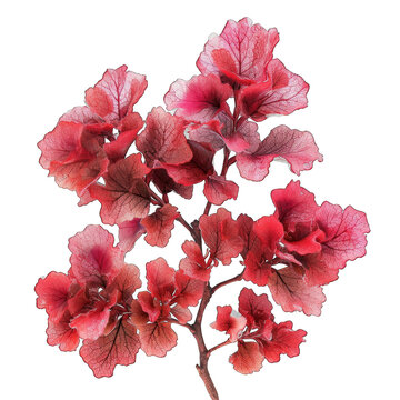 Coral bells isolated on transparent background