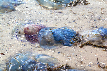 Dead jellyfish (Rhizostoma) washed ashore on sand beach - 707198688