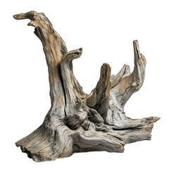 Fototapeta na wymiar Bleached driftwood isolated on transparent background