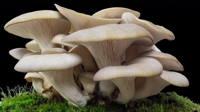 simple oyster mushroom on a black background, time lapse, growing mushrooms