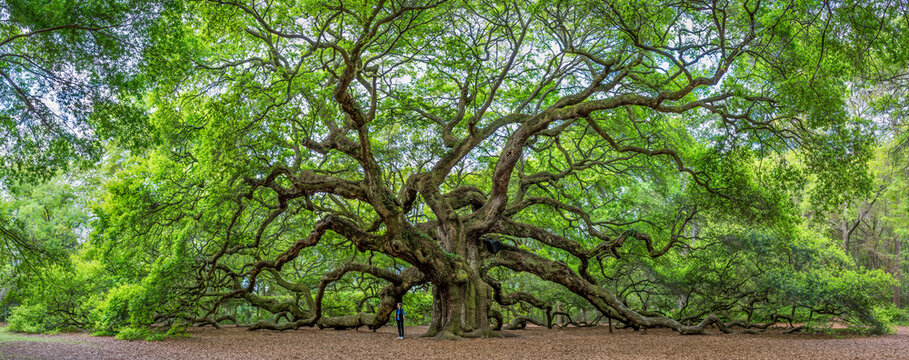 The famous Angel Oak, located outside of Charleston, South Carolina. The tree is at least 400 years old. The tree shades an area measuring 17,200 square feet, and the longest branch is 187 feet long. 