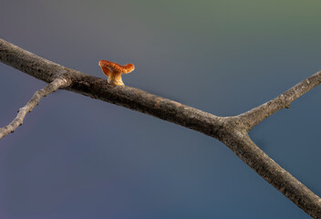 Tiny mushroon on twig