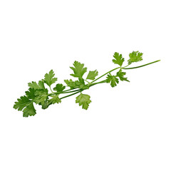 Coriander green leaves isolated transparent, generative AI