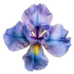 Iris isolated on transparent background