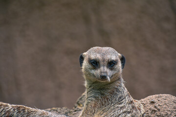 Close-up of an adorable Meerkat with a curious expression