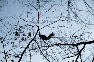 Silhouette of a squirrel on a tree in the branches in the forest. Amazing Wildlife.