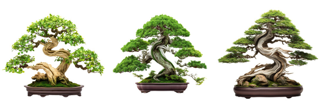Set of Beautiful expensive bonsai tree on transparent or white background