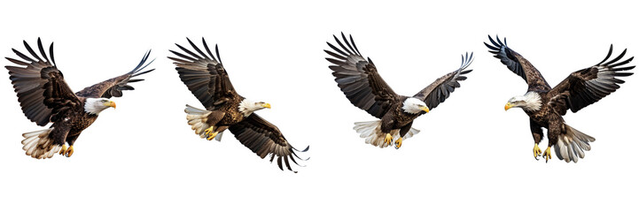 Set of Bald Eagle Flying Isolated on transparent or white Background
