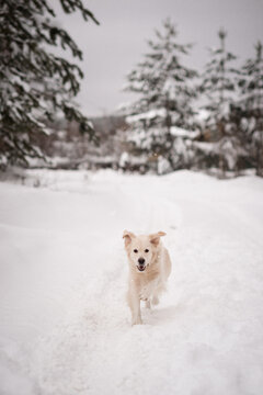The image features a dog standing in the snow, surrounded by trees. 5494