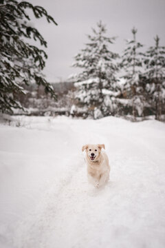 The image shows a white dog running through snow in a wintry outdoor setting with trees in the background 5493.