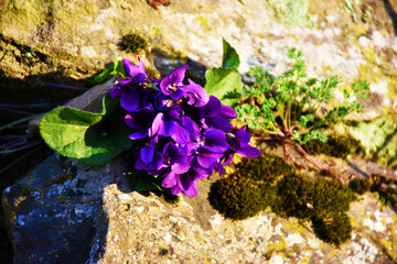 Violette, Toscana