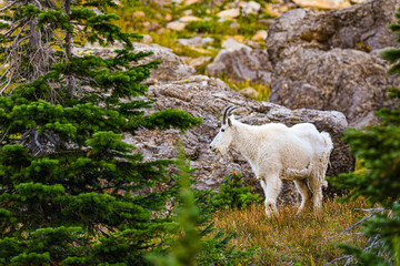 Mountian Goat