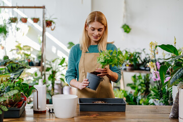 Blonde Midlife Gardener Lovingly Repotting Vibrant Green-Leafed Plant in Sleek Modern Interior, Immersed in Gardening Bliss