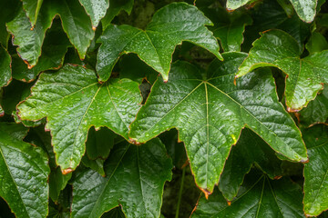 Close-up of a tricorn maidenhair vine with small drops of water. rainy day. a green hedge in bad weather 