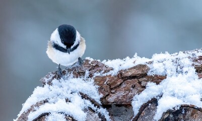 Black-capped Chickadee perched on a tree trunk with snow and looking down