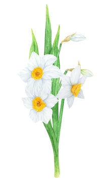 Narcissus, watercolor illustration of daffodils. Hand drawn watercolor bouquet of a fragrant spring garden flower. White and yellow botanical painting for greeting, wedding, Easter, Mothers day print