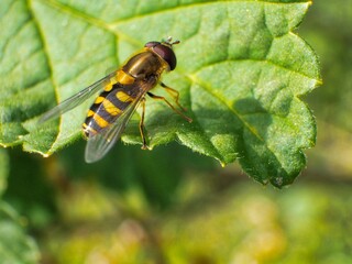 A bee on a leaf during the summer.