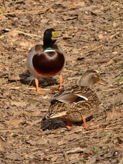 Two ducks near a pond.