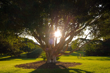 Sunlight Through Large Tree at Sydney Botanical Garden