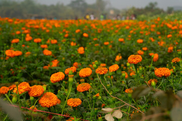 Vast field of orange marigold flowers at valley of flowers, Khirai, West Bengal, India. Flowers are harvested here for sale. Tagetes, herbaceous plants, family Asteraceae, blooming yellow marigold.