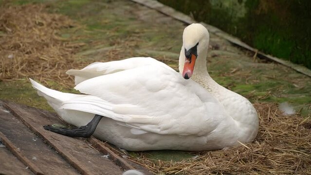 Elegant white swan lounging peacefully on straw bedding