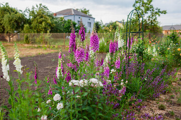 Obraz premium View of pink purple white foxglove flowers blooming in summer garden by roses, salvia. Digitalis in blossom. Flower bed