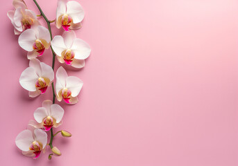 Fototapeta na wymiar Bright spring and summer background in pink and white orchids. Frame of flowers with place for text, copyspace, web banner and postcard, spa and relax