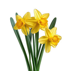 Fototapeta premium Yellow daffodils isolated on transparent background