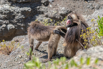 Different yawns send different messages for Gelada Baboons, Simien Mountain, Ethiopia