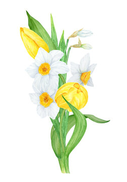 Bouquet of white narcissus, yellow tulip. Watercolor illustration of daffodil. Handdrawn watercolor botanical painting of fragrant spring garden flower for greeting, wedding, Easter, Mothers day print