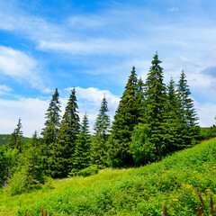 Beautiful pine trees on background high mountains. - 707214675