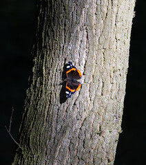 Schmetterling