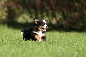 Cute fluffy Bernese Mountain Dog puppy in the garden