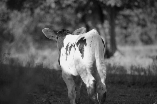 Spotted calf looking away in farm field, black and white image.