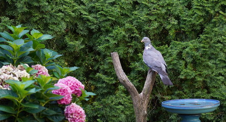 wood pigeon in the garden,ringeltaube im garten