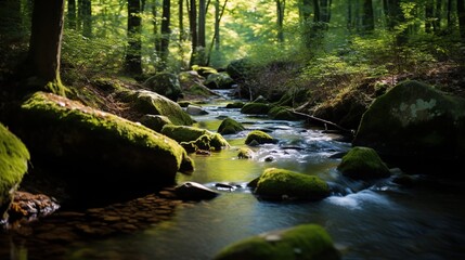 view river in the forest
