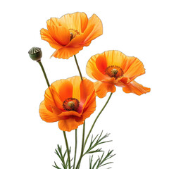 Fototapeta premium Orange poppies isolated on transparent background