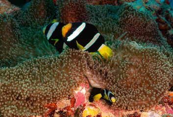 Clownfish swimming around their anemone - 707219400