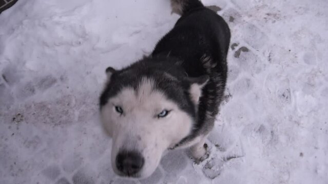 Husky dog. The husky dog is flattered
