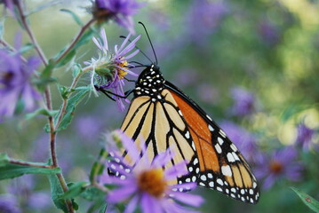 monarch butterfly on flower