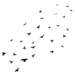Sketch silhouette of a flock of flying black birds, takeoff, flying, flight, flutter, fly, hover, soar, landing, isolated vector - obrazy, fototapety, plakaty