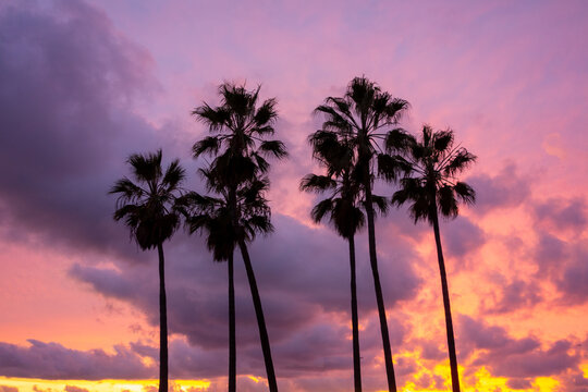 Palm trees silhouetted in the cloudy and colorful los angeles sunset.