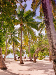 Coconut palms on the white beaches of the Maldivian atolls