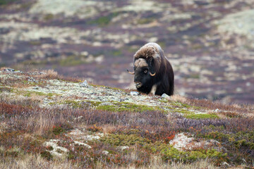 Alter Moschusochse kommt den Berg hoch.