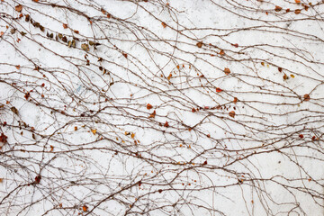 Bare twining branches with scattered leaves against a white wall
