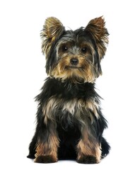 yorkshire terrier on a white background