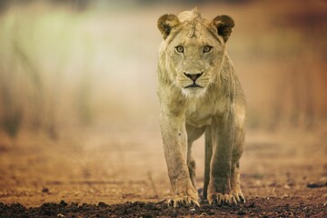young male lion panthera leo took an intense interest - obrazy, fototapety, plakaty