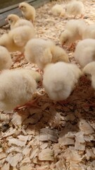 Beautiful fluffy chicks of a hen, captured in a touching moment. Close-up view showcases the charm of young chickenlings. The image is suitable for illustrating farm life, agriculture.